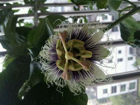 陽台種百香果風水|陽台植物風水指南：打造生機勃勃、招財納福的綠色天。